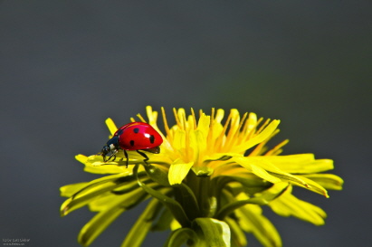 käfer auf  Blume